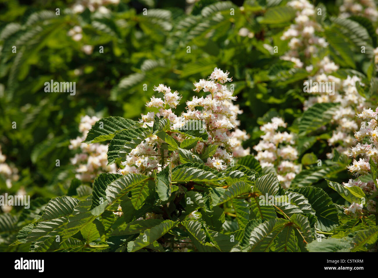 In Germania, in Baviera, vista di fiori di ippocastano Foto Stock