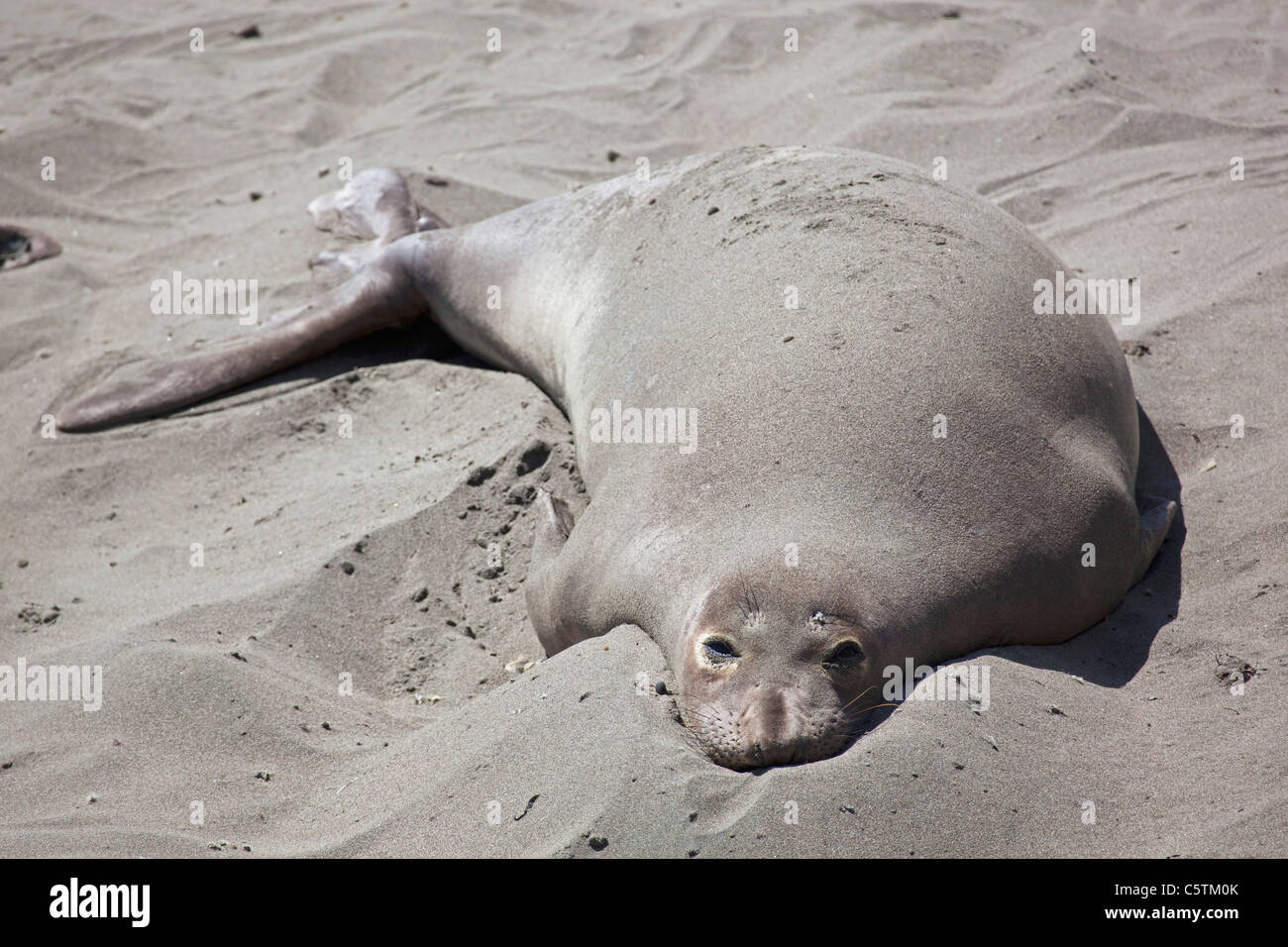Stati Uniti d'America, la California, la California Sea Lion che giace sulla spiaggia Foto Stock