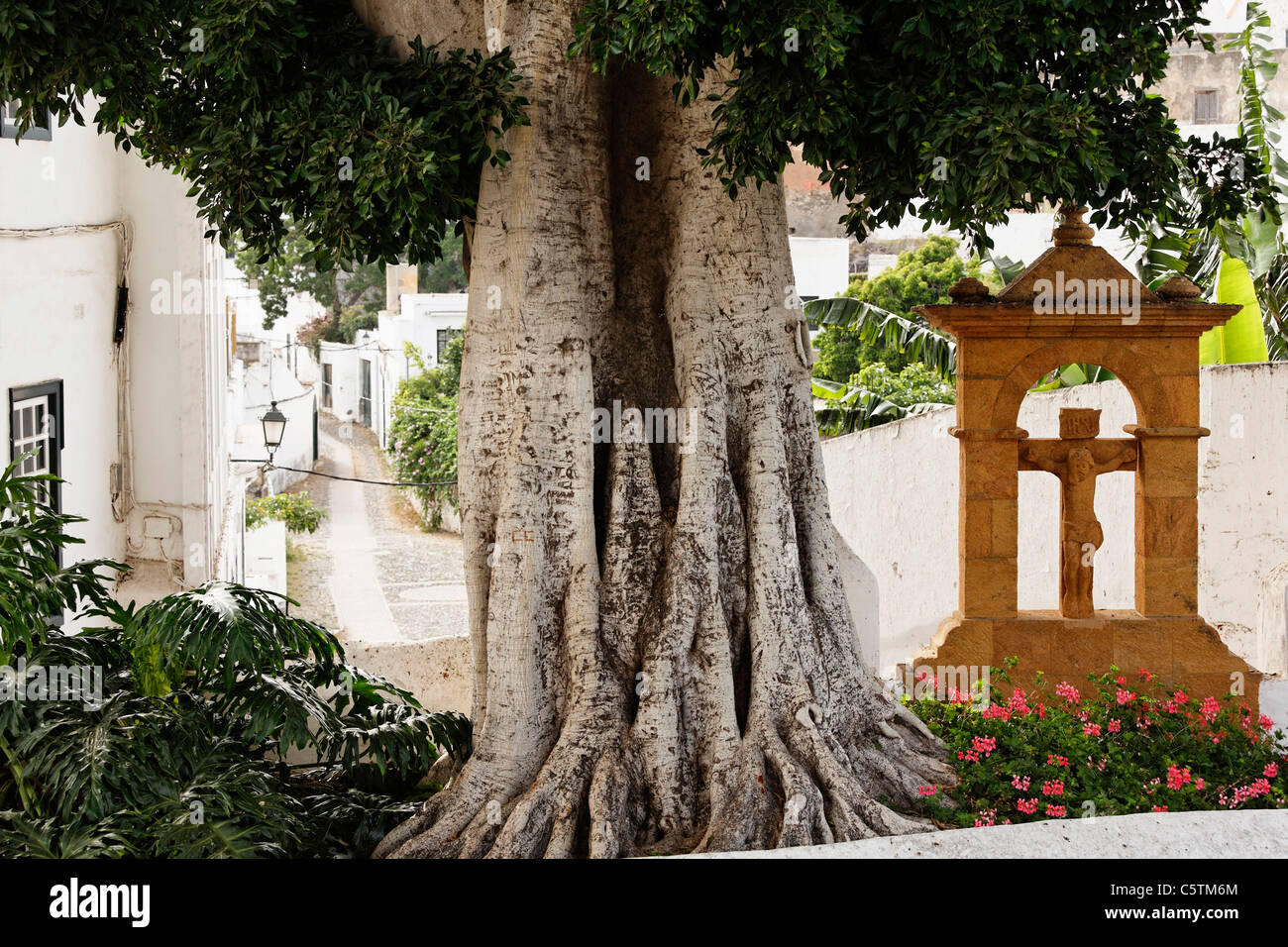Spagna, Gran Canaria, quarto di San Francisco, Telde, croce accanto a albero a trimestre Foto Stock