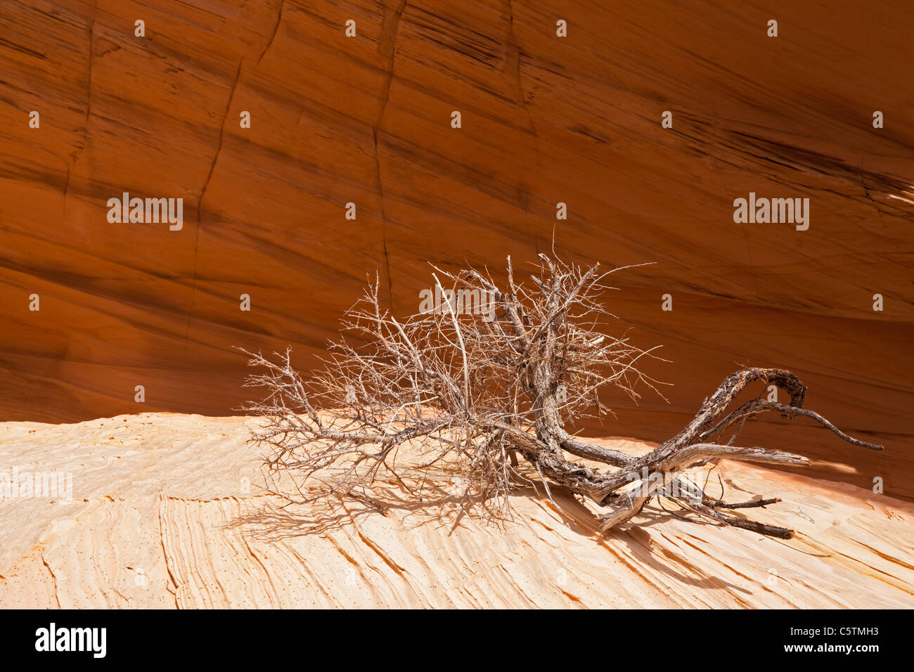 Stati Uniti d'America, Utah, Coyote Buttes, ramo morto su roccia, close-up Foto Stock