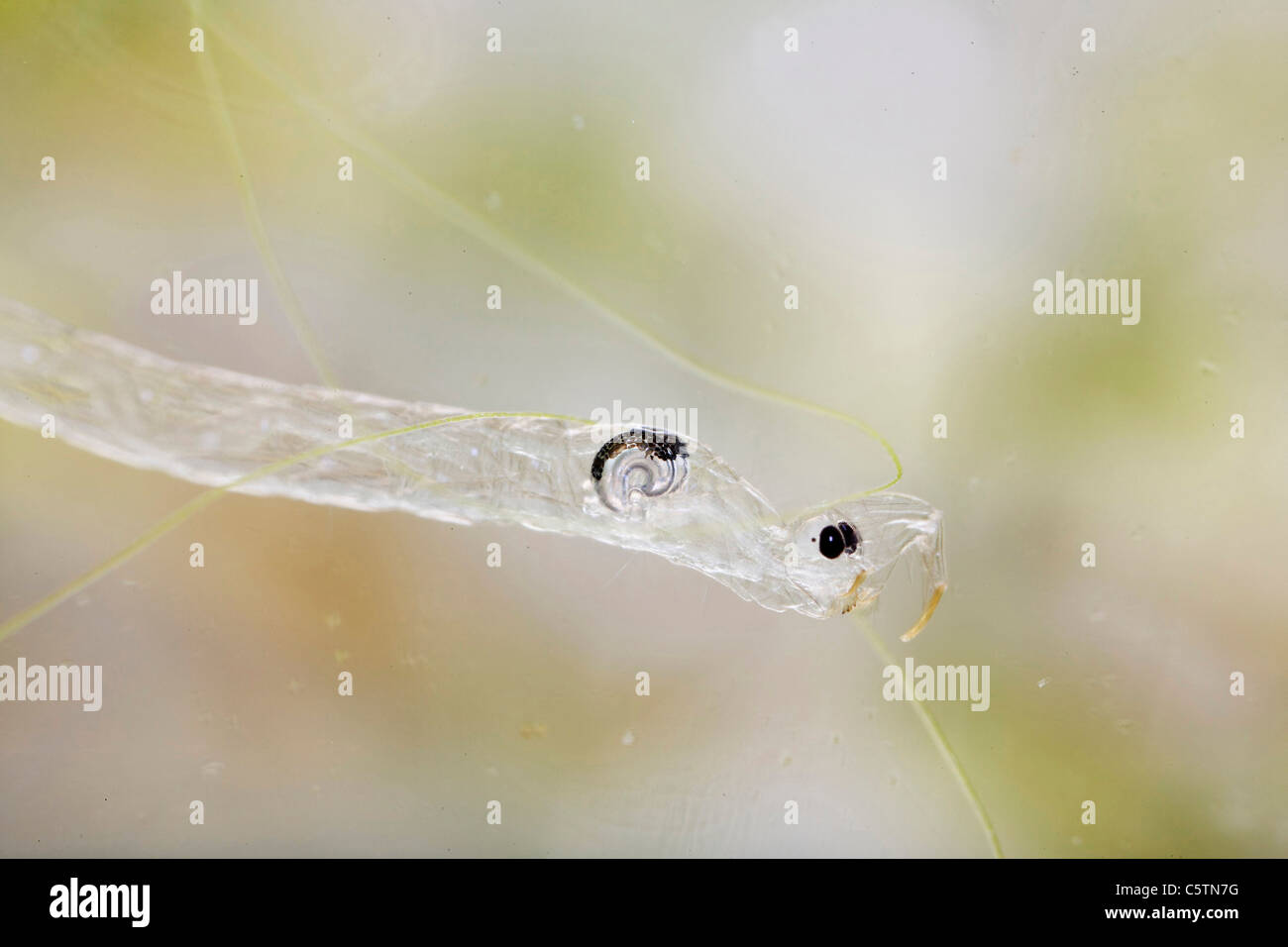 In Germania, in Baviera, larva del fantoccio midge, close up Foto Stock