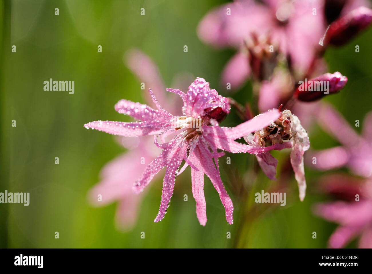 In Germania, in Baviera, cuculo fiore, close up Foto Stock