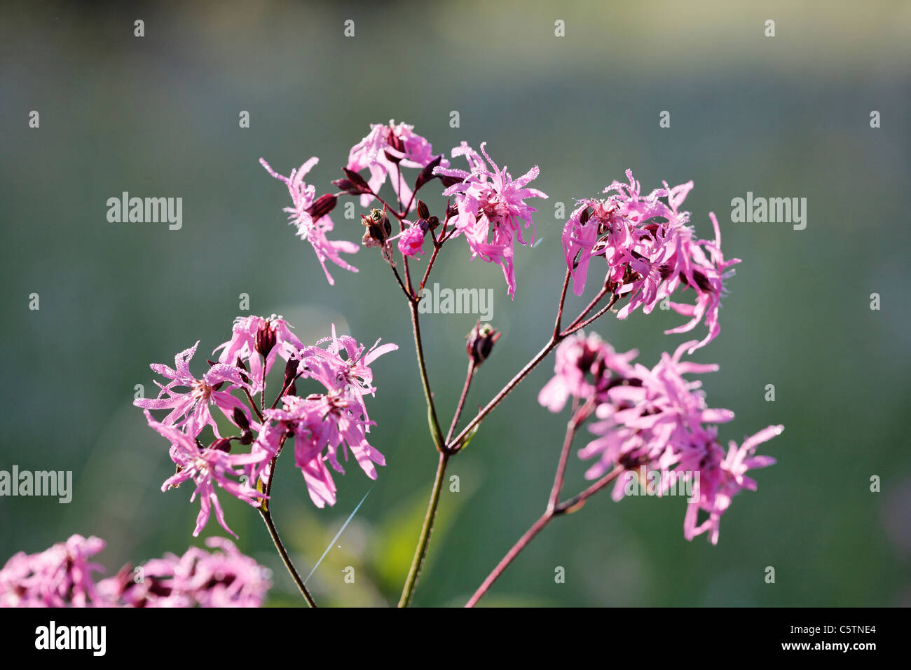 In Germania, in Baviera, cuculo fiore, close up Foto Stock
