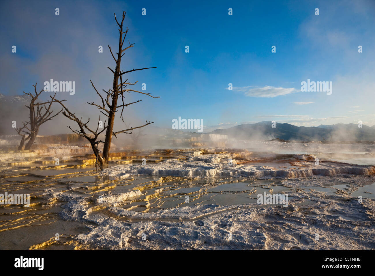 Stati Uniti d'America, Wyoming, il Parco Nazionale di Yellowstone, Mammoth Hot Springs Terrazza Foto Stock