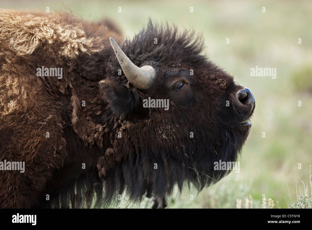 Stati Uniti d'America, Yellowstone Park, i bisonti americani (Bison bison), close-up Foto Stock