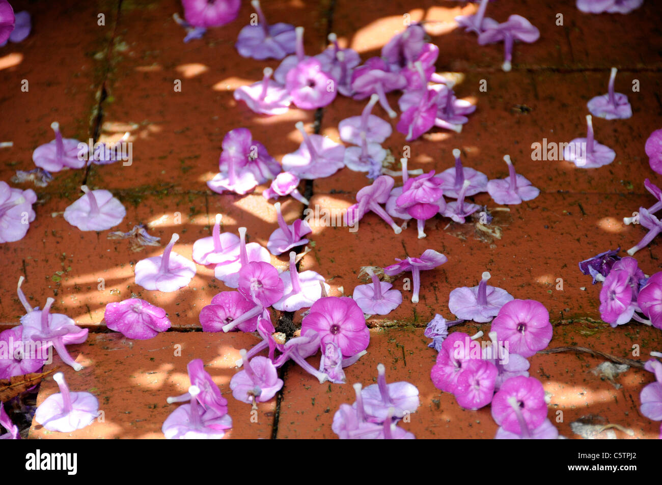 Phlox fiorisce in colori rosa Foto Stock