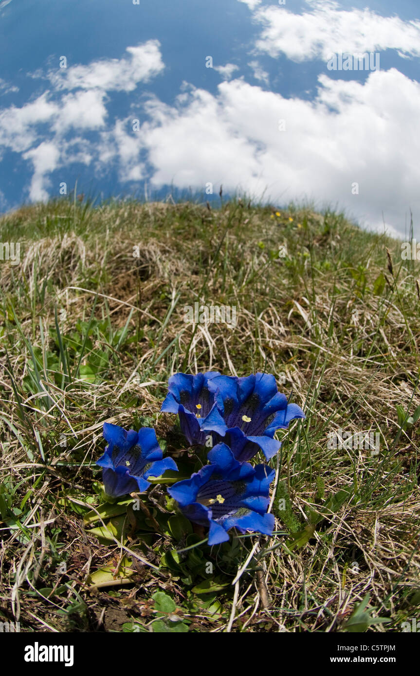 L'Italia, Alto Adige, Tromba genziana (Gentiana clusii), close up Foto Stock