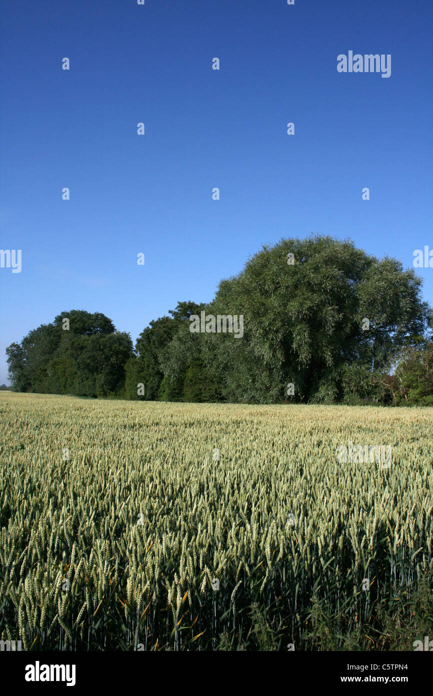 Lincolnshire Wheatfield sotto un cielo blu, REGNO UNITO Foto Stock