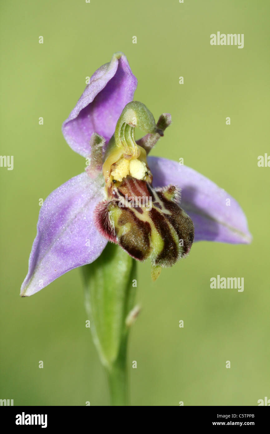 Bee Orchid Ophrys apifera Foto Stock