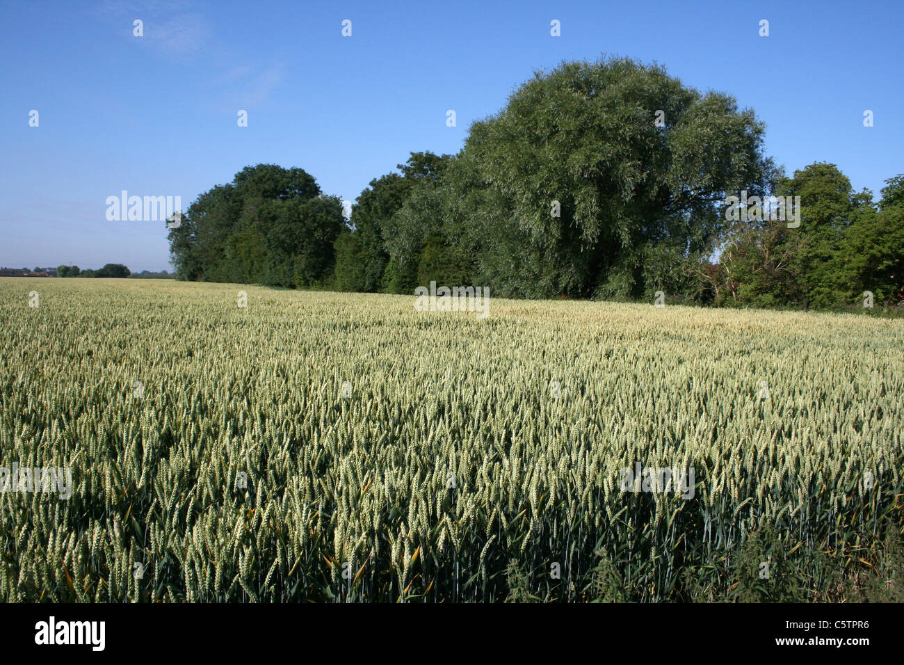 Lincolnshire Wheatfield sotto un cielo blu, REGNO UNITO Foto Stock