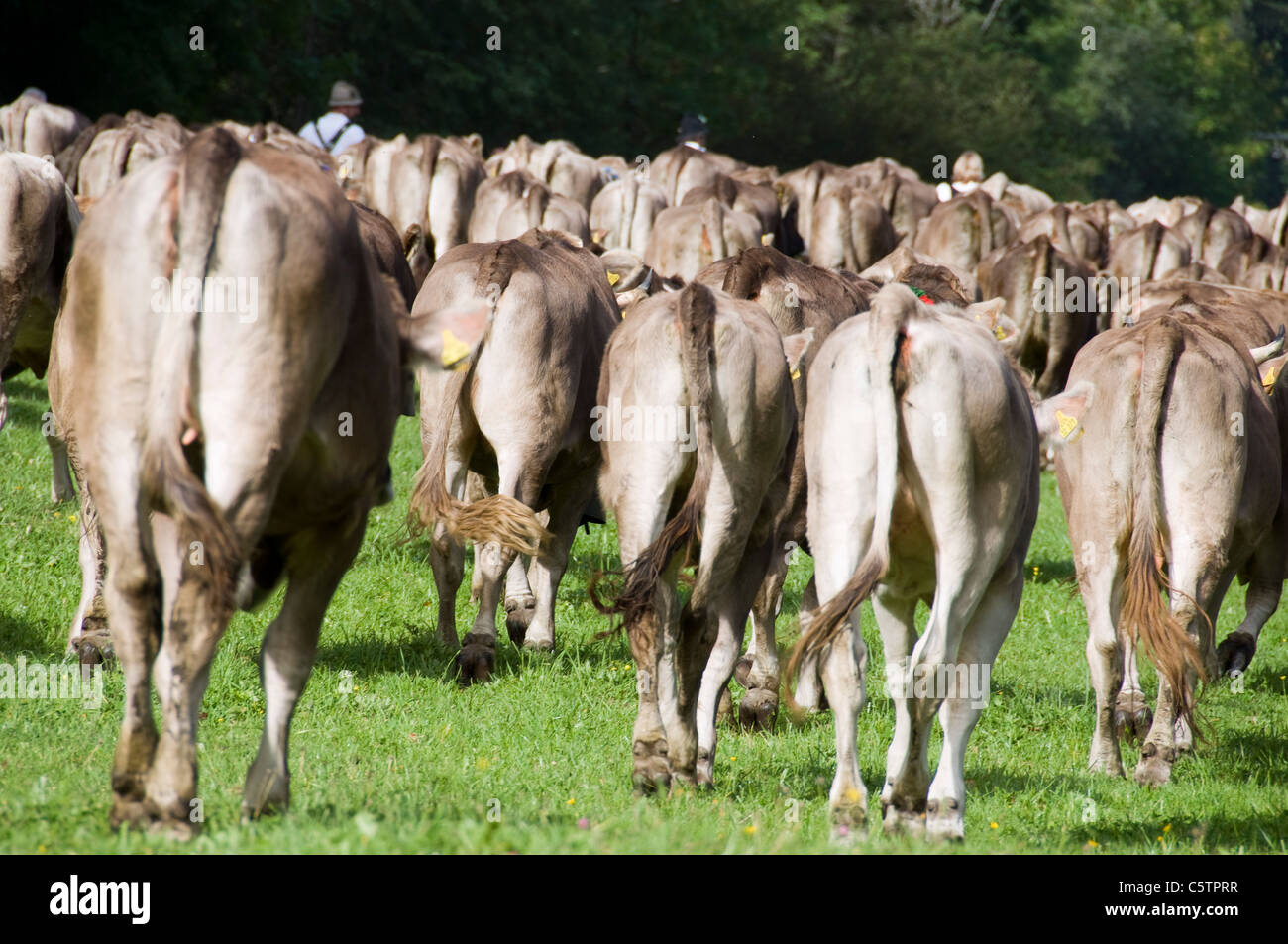 In Germania, in Baviera, AllgÃ¤u, allevamento di bestiame Foto Stock