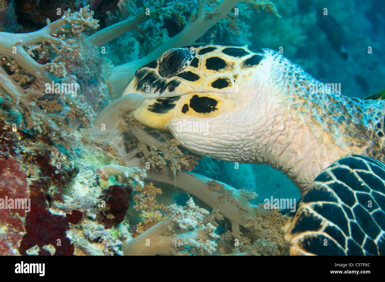 Egitto, Mar Rosso, tartaruga embricata (Eretmochelys imbricata) mangiare coralli molli, close-up Foto Stock