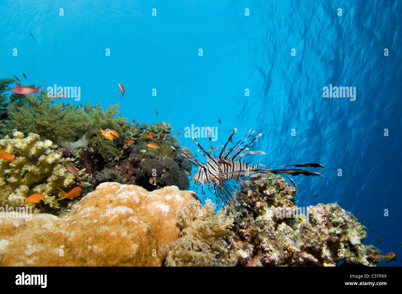 Egitto, Mar Rosso, leone (pterois volitans) e cernie coralline (Cephalopholis miniatus) Foto Stock