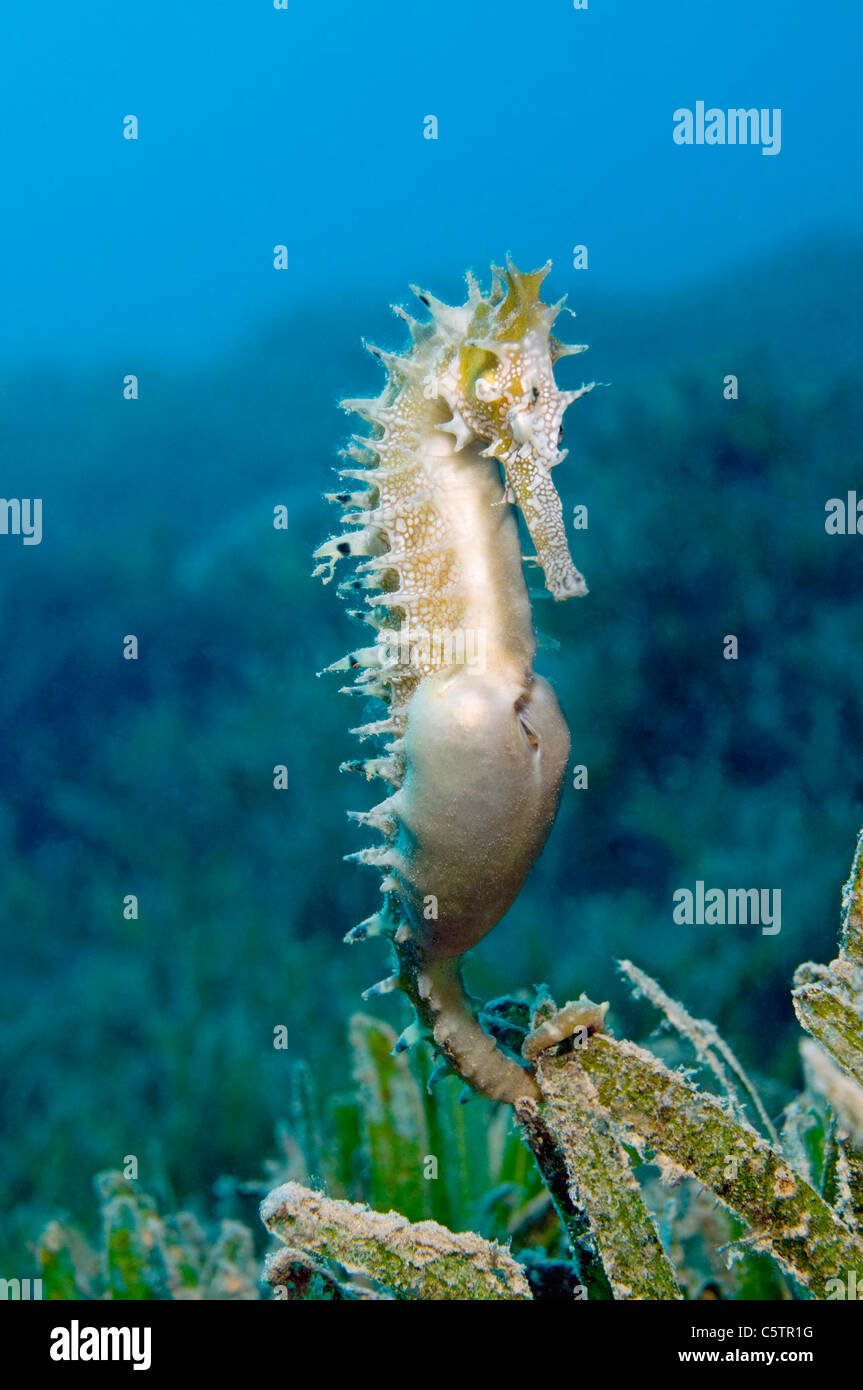 Egitto, Mar Rosso, spinoso cavalluccio marino (ippocampo jayakari) Foto Stock