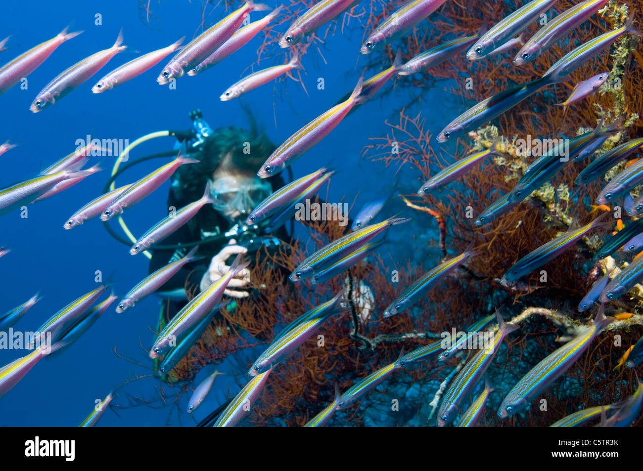 Egitto, Mar Rosso, Donna prendendo foto subacquee di strisce di fusilier pesci (Caesio striata) Foto Stock