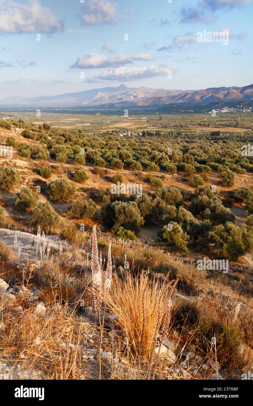 La Grecia, Creta, Messara Valley, vista del paesaggio con boccole e le montagne sullo sfondo Foto Stock