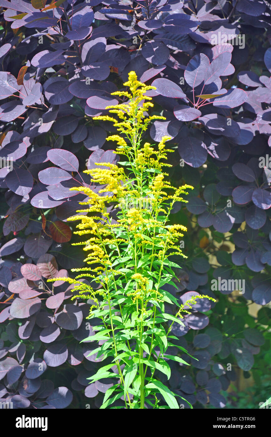 Ascot Berkshire, Inghilterra: achillea (Verga d'oro) che cresce in un giardino Foto Stock