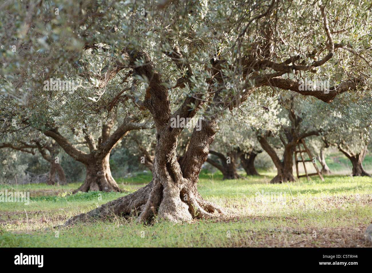 La Grecia, Creta, Olivo in campi di olivi Foto Stock