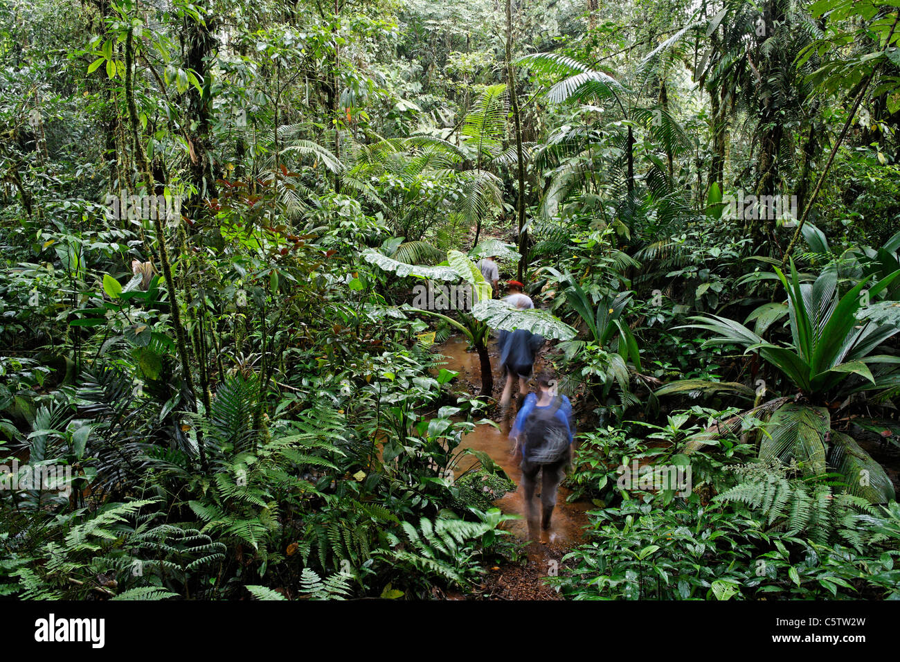 Costa Rica, Las Horquetas, rara avis, turisti in foresta pluviale Foto Stock