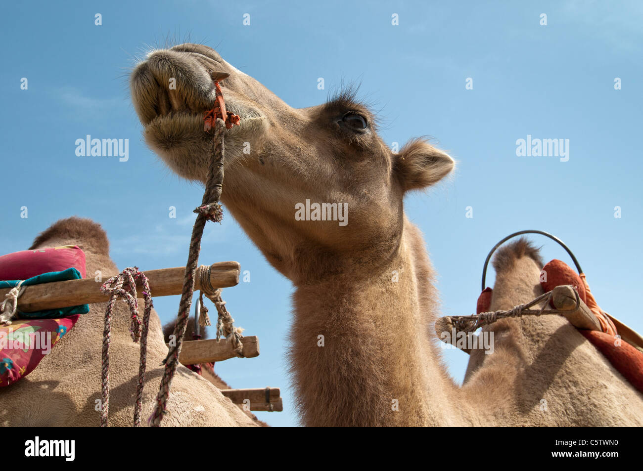 Camel attende il ritorno dei turisti cinesi ed ha effettuato il Mingsha dune di sabbia, Dunhuang, provincia di Gansu, Cina Foto Stock
