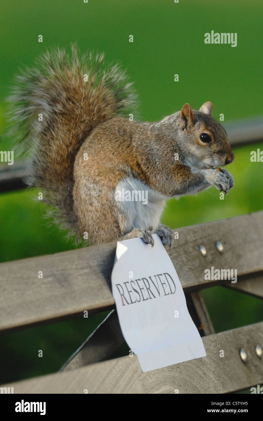 Lo scoiattolo mangiare un dado su un posto a sedere riservato Foto Stock