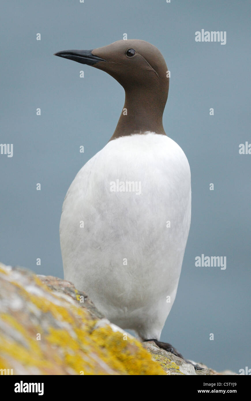 Comune di Guillemot (Uria aalge) sull isola Skomer, Wales, Regno Unito. Maggio 2011. Foto Stock