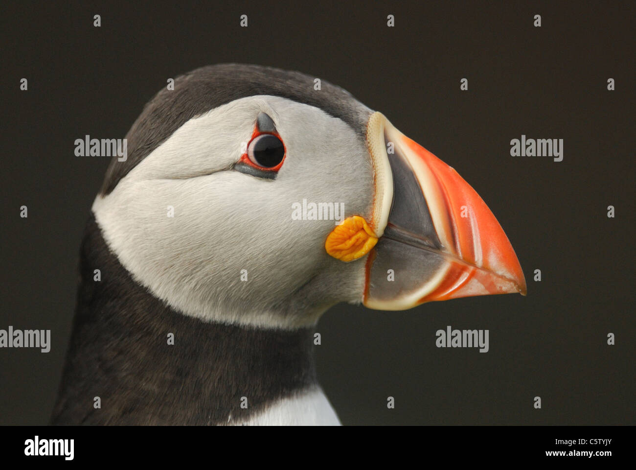 Atlantic Puffin (Fratercula arctica) sull isola Skomer, Wales, Regno Unito. Maggio 2011. Foto Stock
