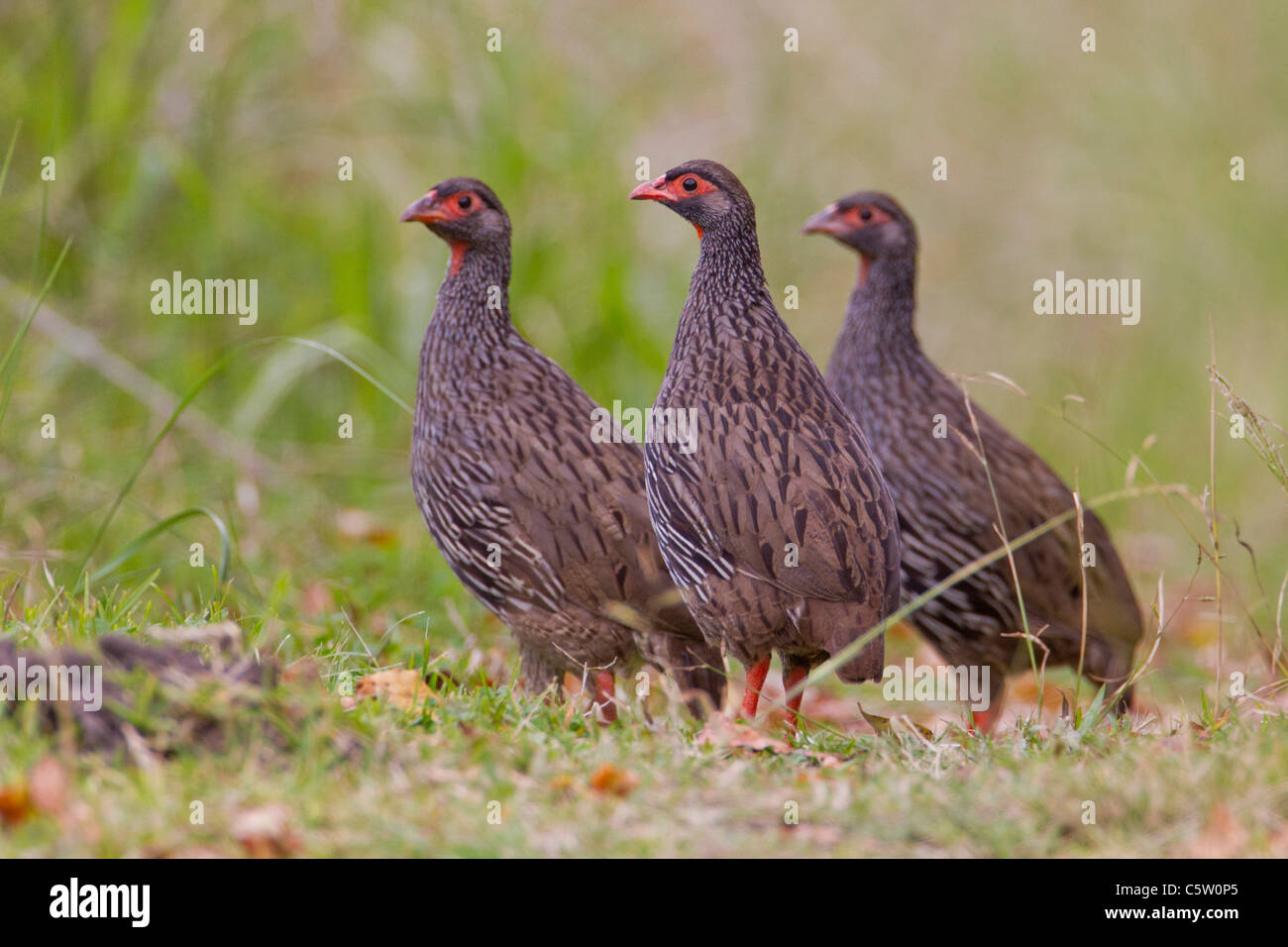 Rosso Colli (francolin francolinus afer) a Wilderness National Park in Sud Africa. Foto Stock