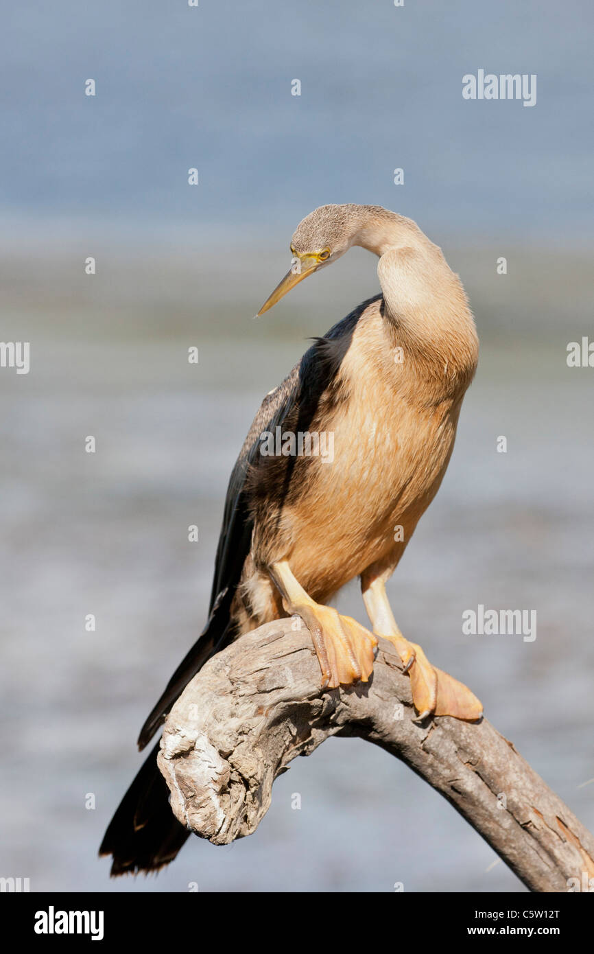 African darter (anhinga rufa) a Wilderness National Park in Sud Africa. Foto Stock