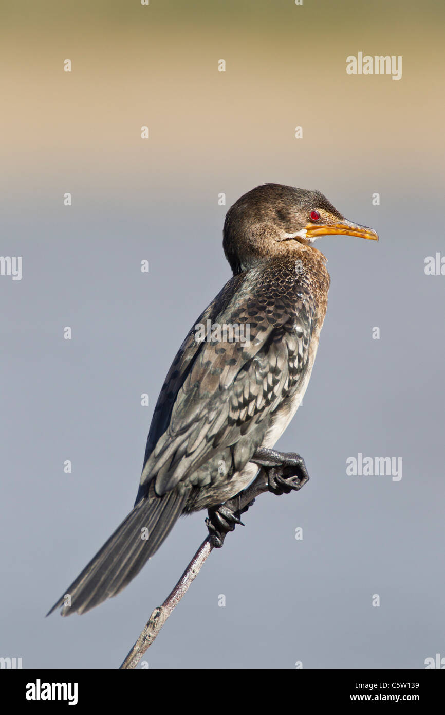 Cormorano Reed (microcarbo africanus) a Wilderness National Park in Sud Africa. Foto Stock