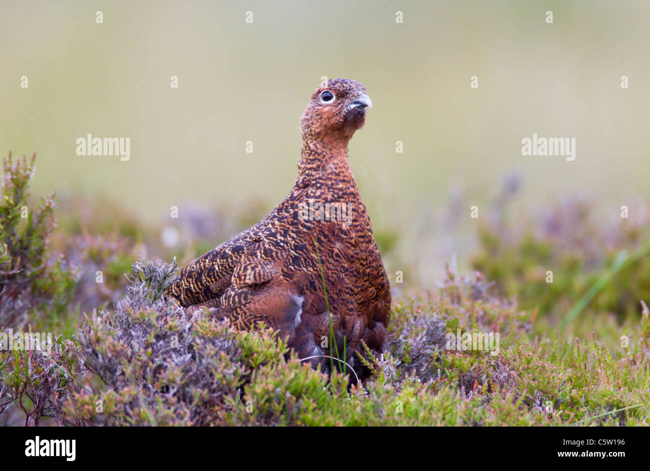 Red Grouse. Lagopus (tetraonidi) Gioco Bird Foto Stock