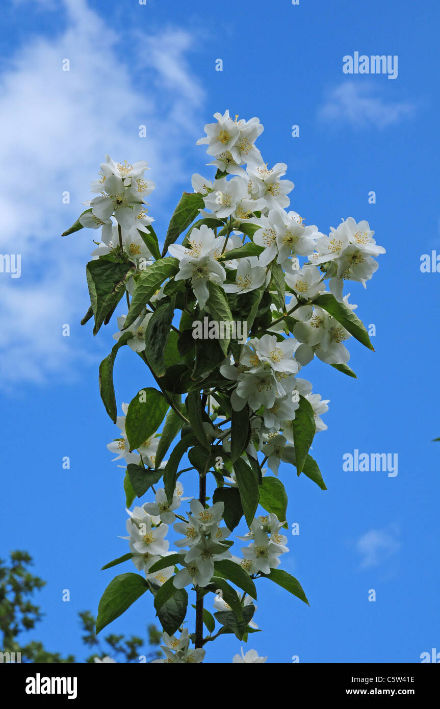 Mock Orange Blossom Filadelfo coronarius. Alcuni danni provocati dal vento di foglie. Foto Stock