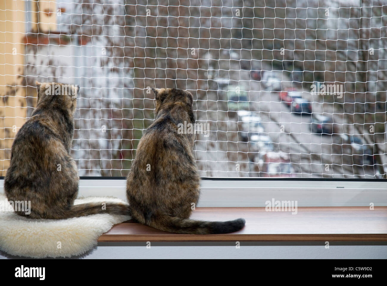 I gatti domestici sul davanzale, rete di sicurezza, vista posteriore Foto Stock