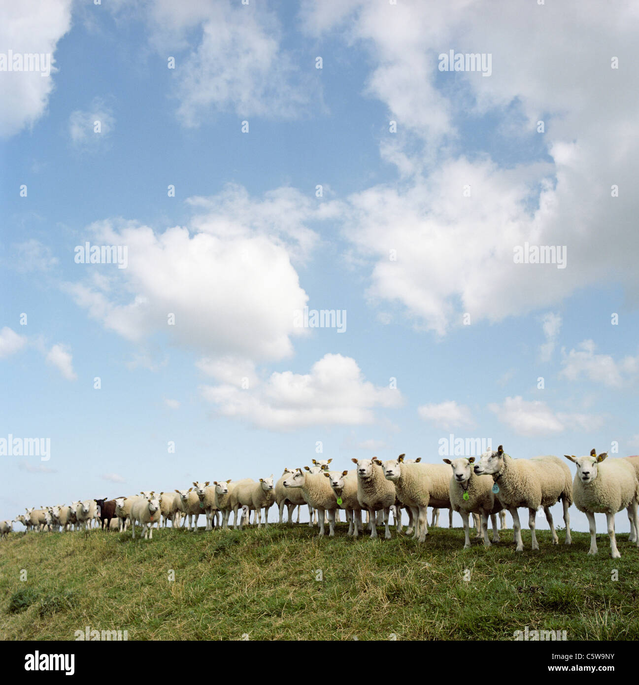 Paesi Bassi, gregge di pecore in piedi sul campo Foto Stock