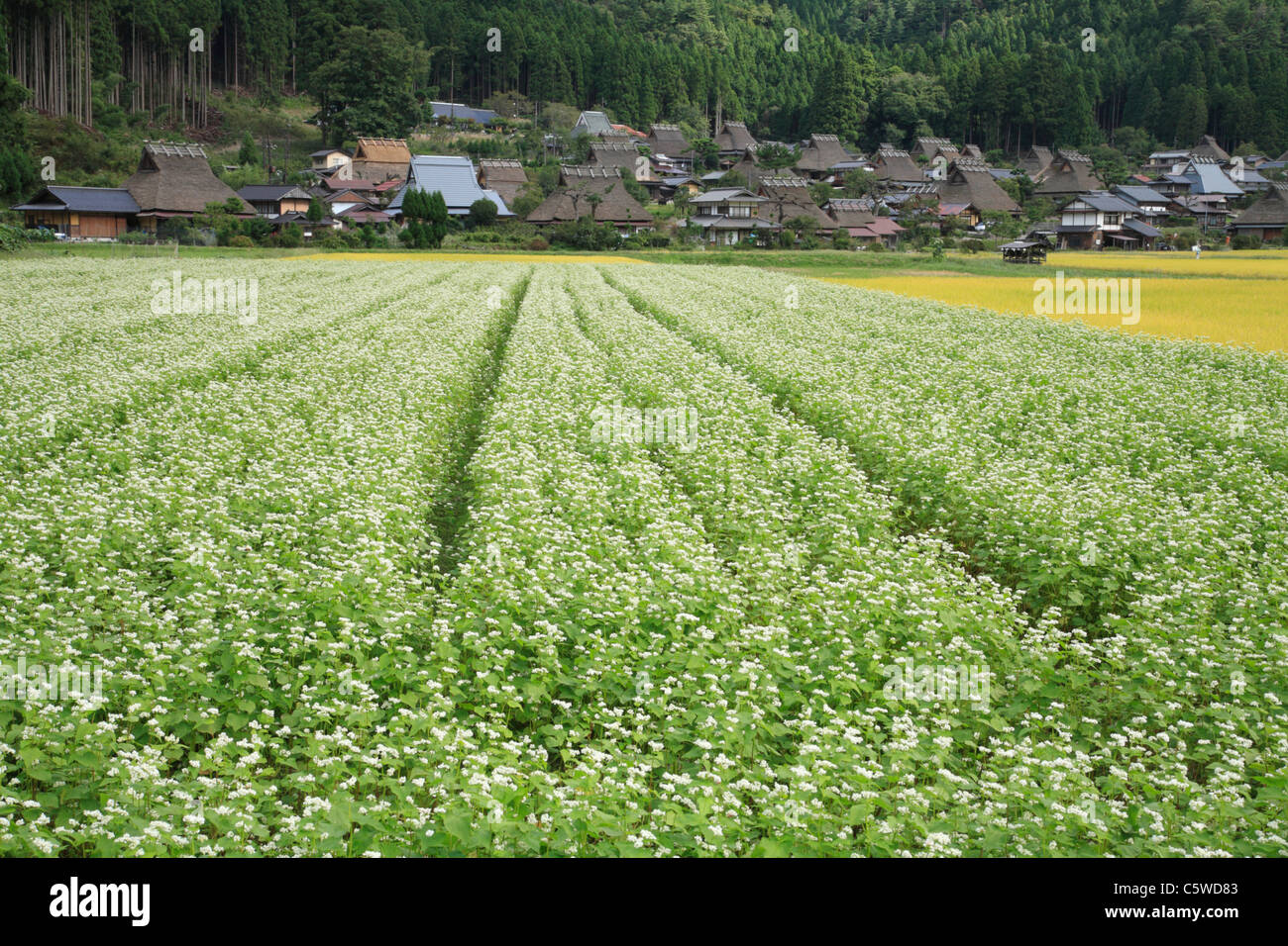 Campo di grano saraceno e Kayabuki-no-Sato Kitamura, Miyama, Nantan, Kyoto, Giappone Foto Stock