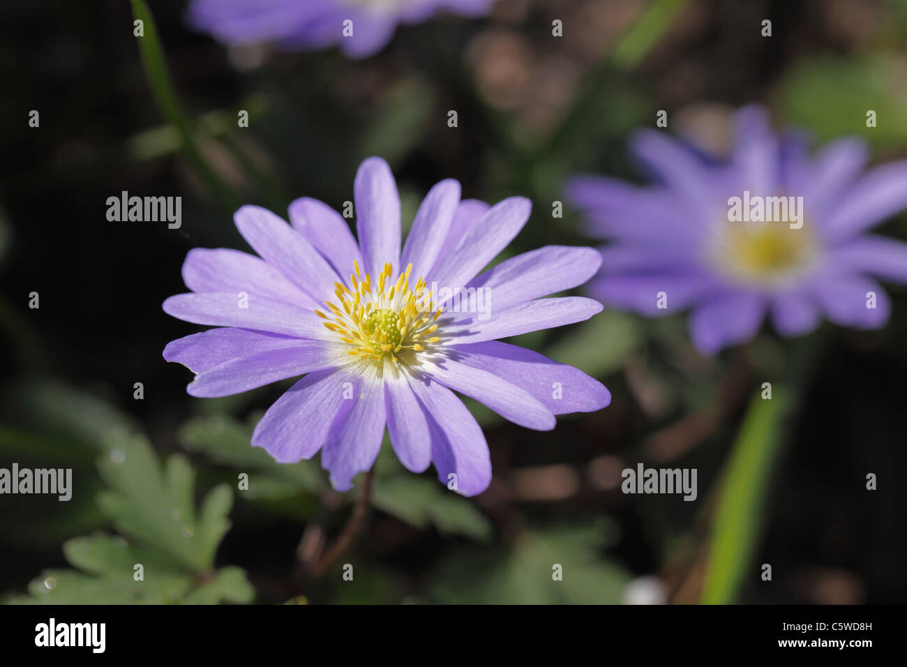 Germania, Close-up di grecian windflower Foto Stock