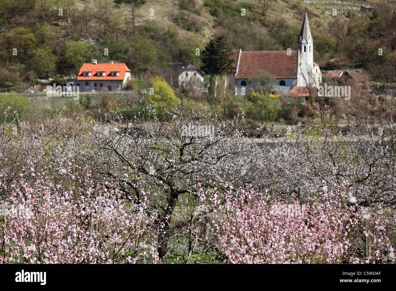 Austria Bassa Austria Wachau, St. Johann im Mauerthale, vista della fioritura del campo di albicocche e chiesa in background Foto Stock