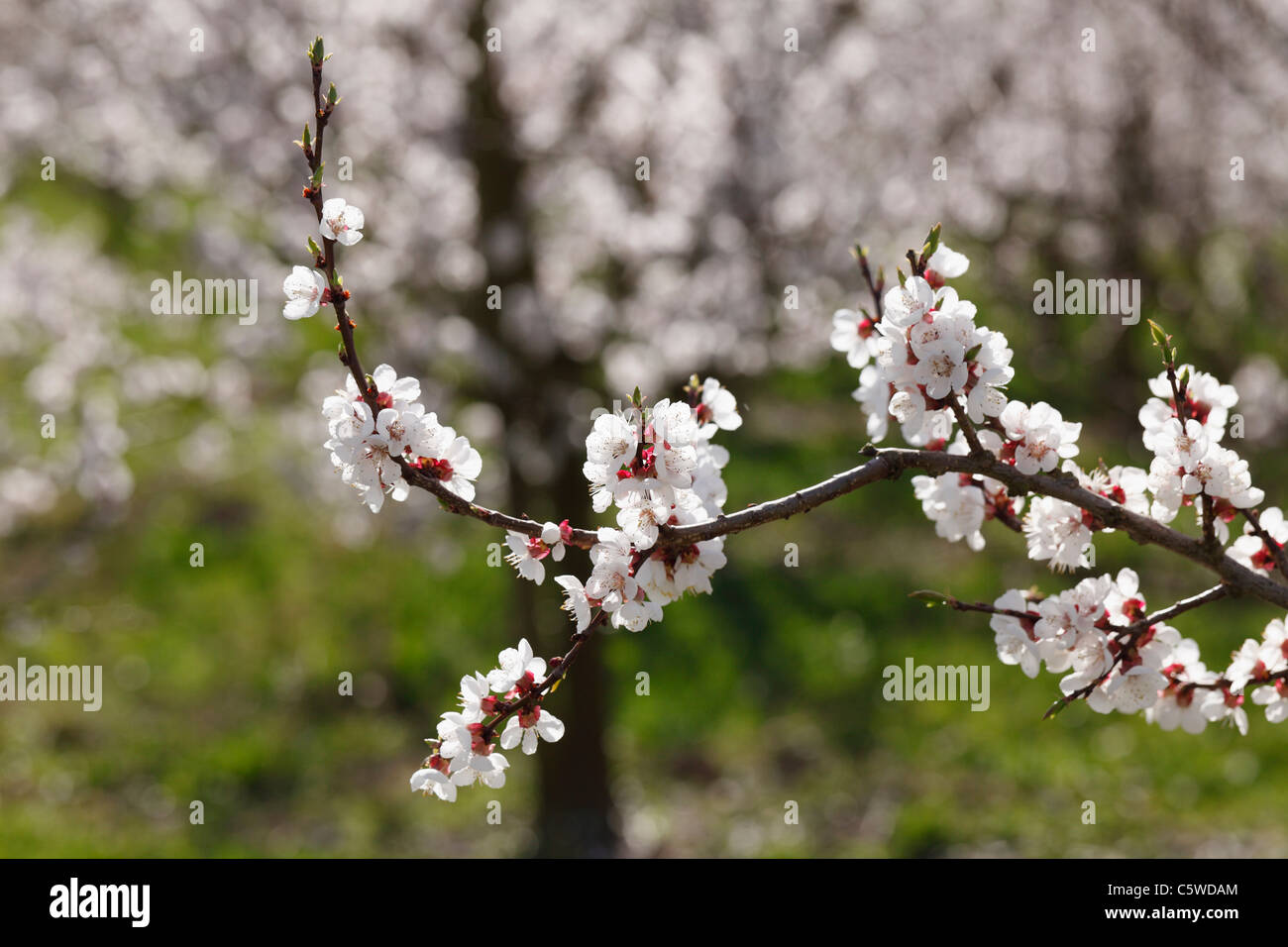 Austria Bassa Austria Wachau, ramoscello di fiori di albicocca, close up Foto Stock