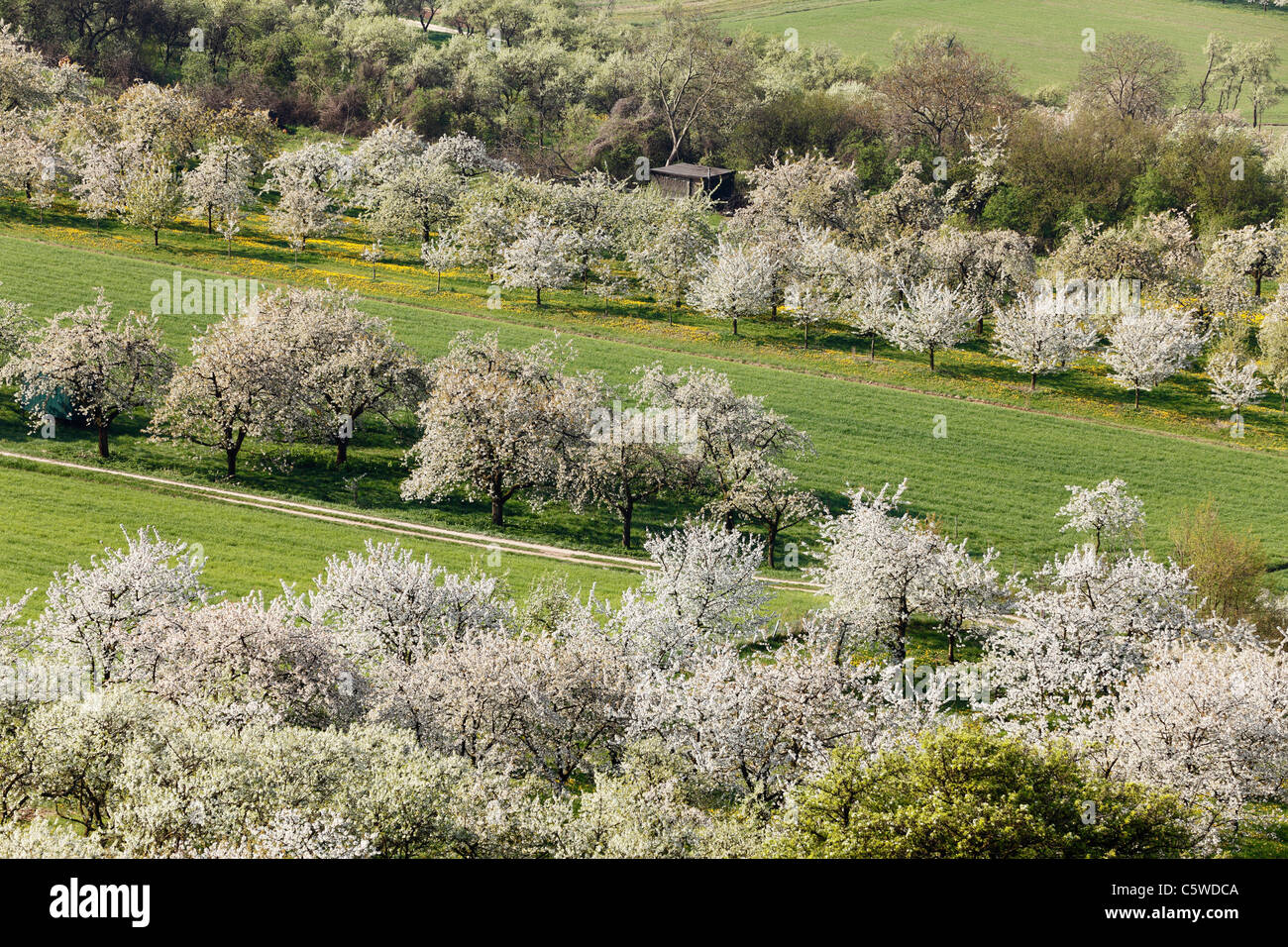 In Germania, in Baviera, Franconia, Svizzera della Franconia, vista di dolce ciliegio fiorisce nel campo Foto Stock
