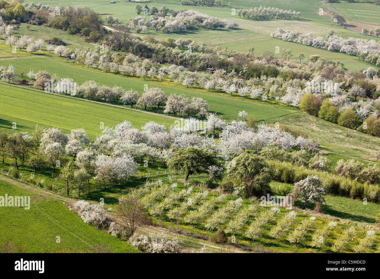 In Germania, in Baviera, Franconia, Svizzera della Franconia, vista di dolce ciliegio fiorisce nel campo Foto Stock