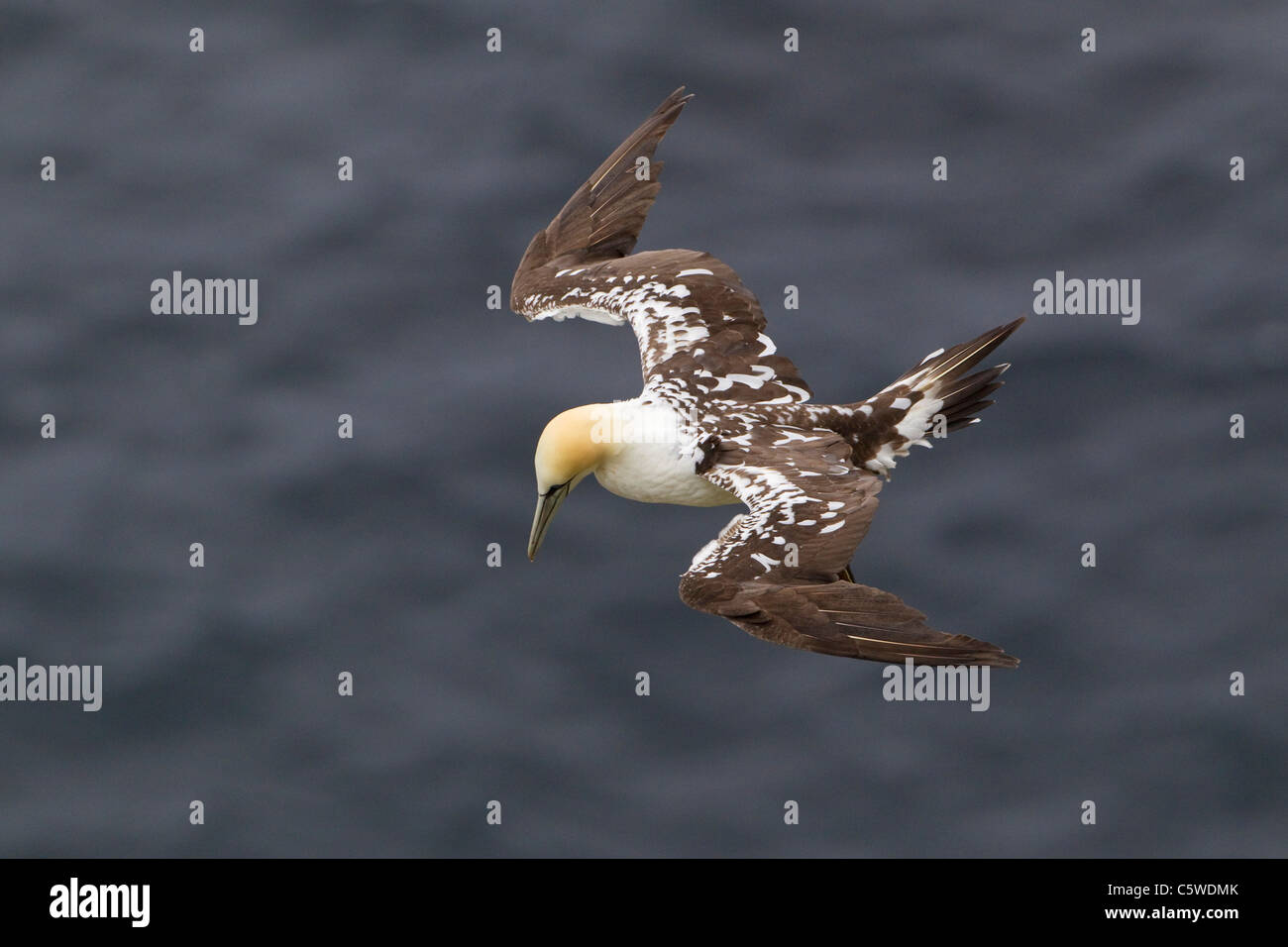 Northern Gannet (Sula bassana, Morus bassanus), sub-adulto in volo, Hermaness, Shetland. Foto Stock