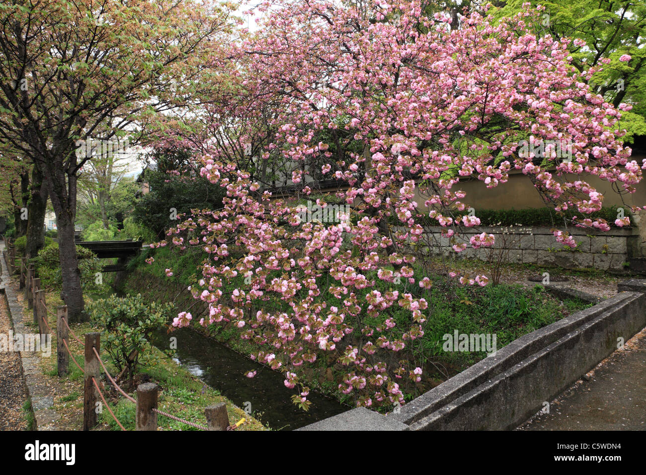 Tetsugaku-no-michi e fiori di ciliegio, Kyoto, Kyoto, Giappone Foto Stock