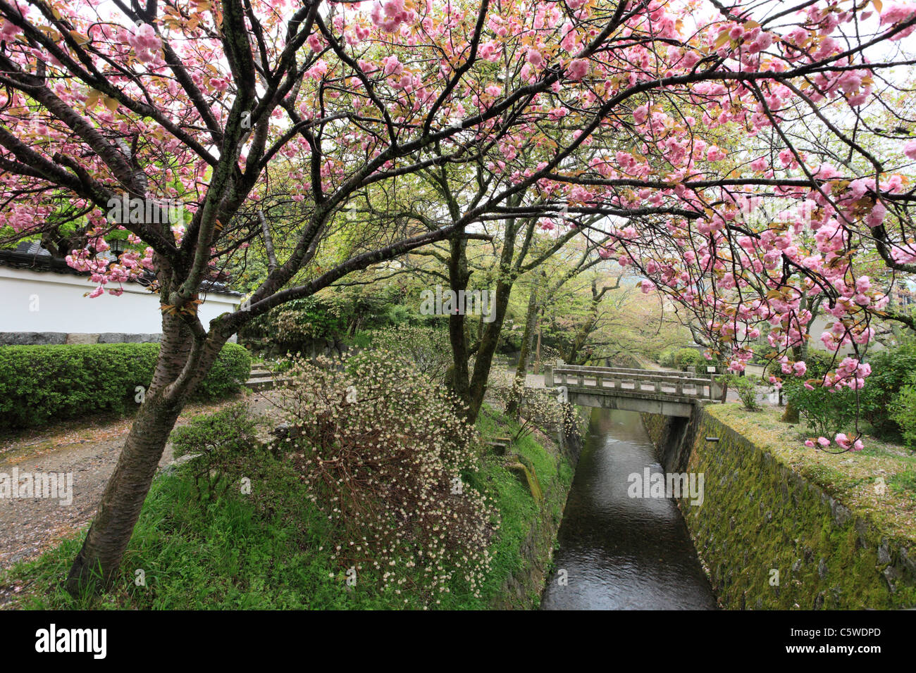 Tetsugaku-no-michi e fiori di ciliegio, Kyoto, Kyoto, Giappone Foto Stock