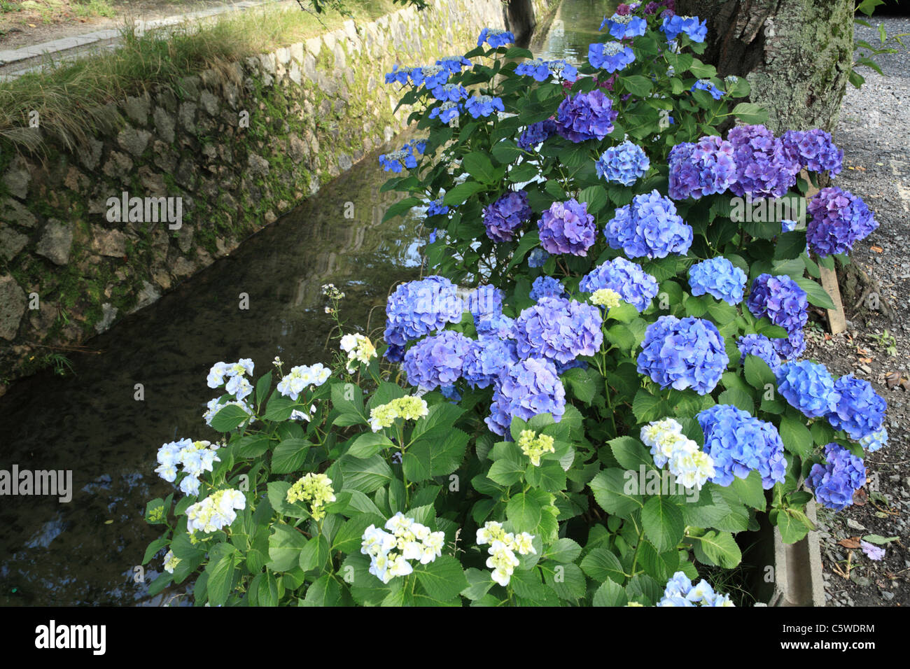 Tetsugaku-no-michi ed ortensie, Kyoto, Kyoto, Giappone Foto Stock