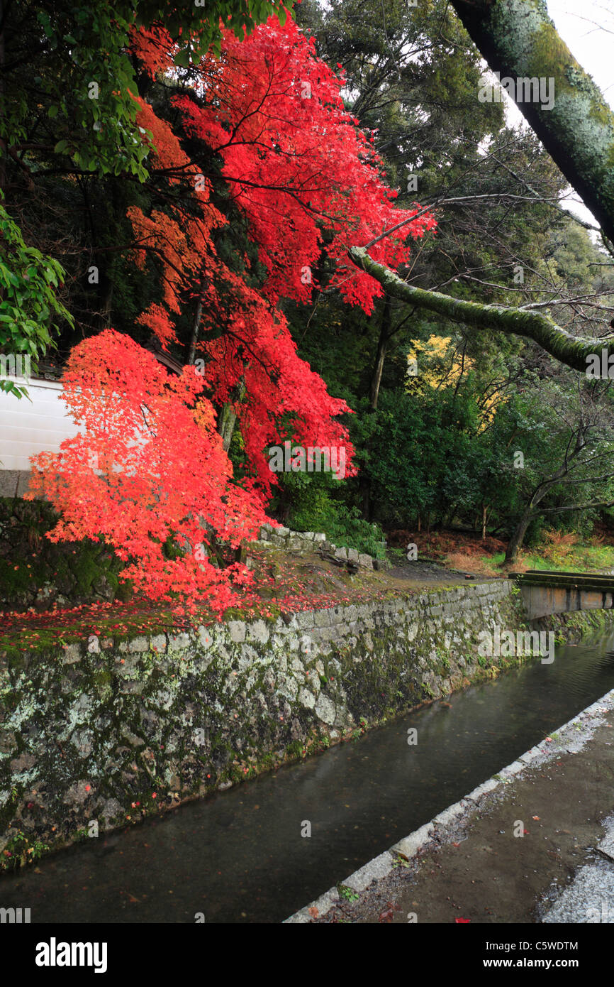 Tetsugaku-no-michi e foglie rosse, Kyoto, Kyoto, Giappone Foto Stock