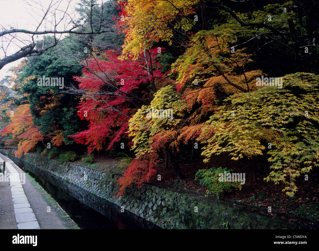 Tetsugaku-no-michi e foglie di autunno, Kyoto, Kyoto, Giappone Foto Stock