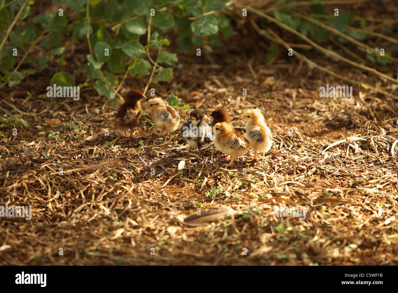 Germania, poults nel contenitore Foto Stock