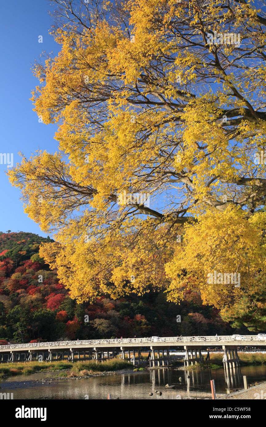 Foglie di giallo e Ponte Togetsu ad Arashiyama, Kyoto, Kyoto, Giappone Foto Stock