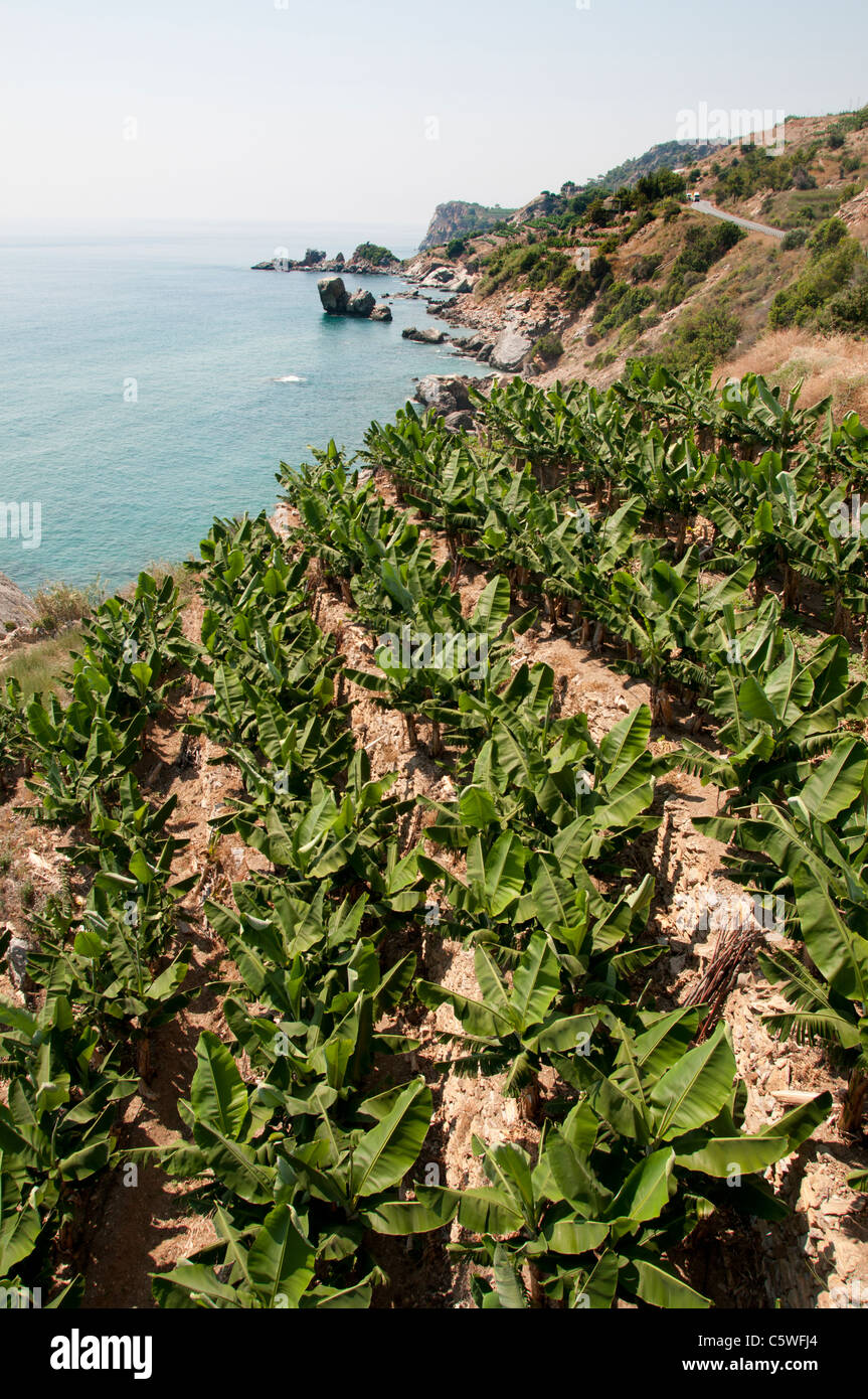 Spiaggia Spiaggia di mare della costa sud della Turchia banana tree farm banane agricoltore alberi tra Antalya e Alanya Foto Stock