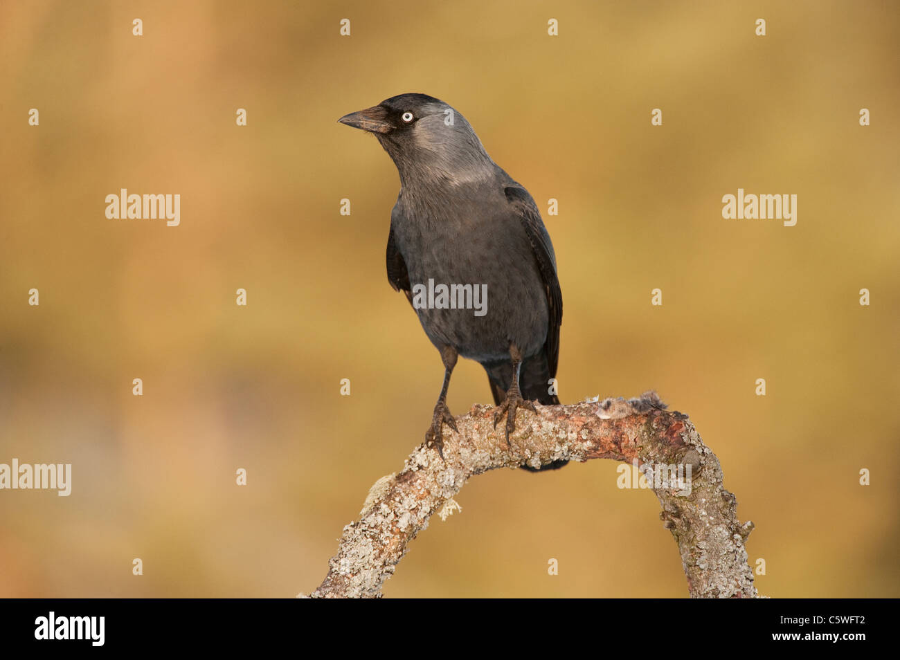 Taccola (Corvus monedula) appollaiato sul ramo, Scozia, Gran Bretagna. Foto Stock